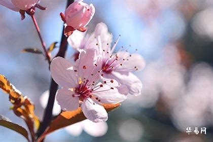 生肖桃花位|桃花位怎么找，五大方法轻松解密